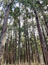 Low angle view of bamboo trees in forest