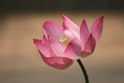 Close-up of pink lotus