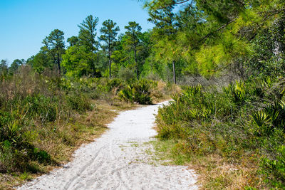 Road amidst trees and plants