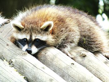 Portrait of raccoon on bamboos