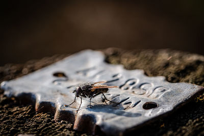 Close-up of insect on rock