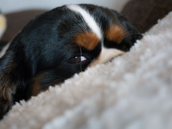 Close-up of dog relaxing at home