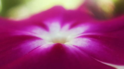 Full frame shot of pink flowering plant