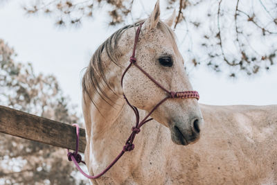 Horse on field against sky