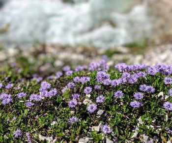 Close-up of purple flowering plants on field