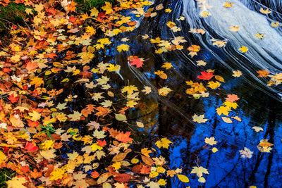 High angle view of autumn leaves