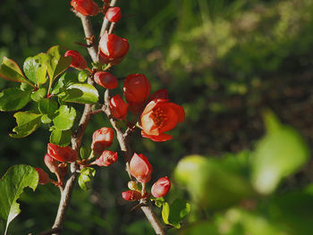 Close-up of red berries growing on tree