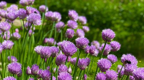 Close-up of purple flowering plants on field