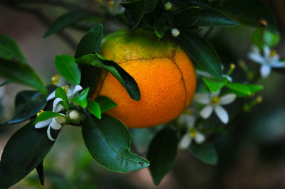 Close-up of fruit growing on tree