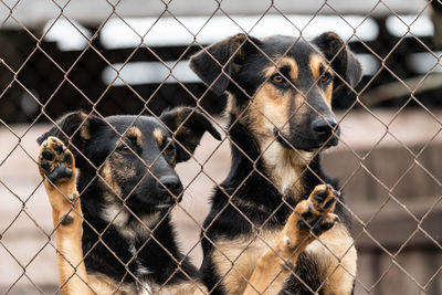 Close-up of dog looking through chainlink fence