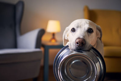 Close-up portrait of dog at home