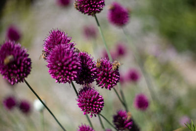 Close-up of pink flowering plants