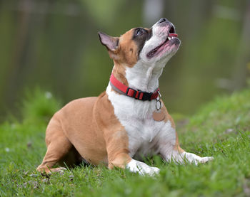 Dog looking away on field