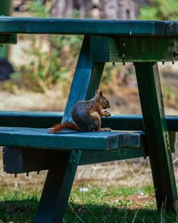 Squirrel sitting on bench