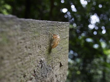 Close-up of insect on wall