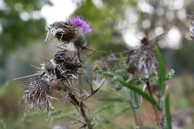 Close-up of thistle