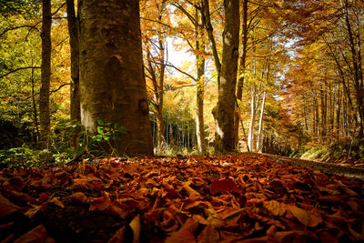 Trees in forest during autumn