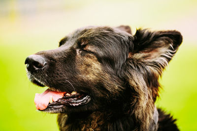 Close-up of dog looking away