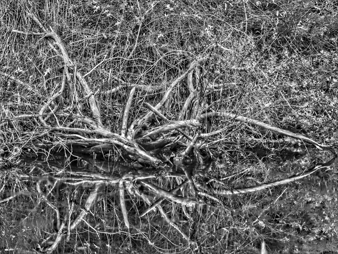 FULL FRAME SHOT OF TREE ROOTS ON FIELD