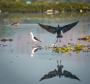 Birds flying over lake