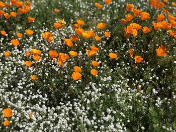 Close-up of orange flowers on field