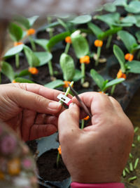 Close-up of hand holding leaves