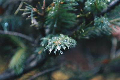 Close-up of frost on tree branch