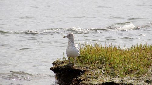 Seagull perching on a beach