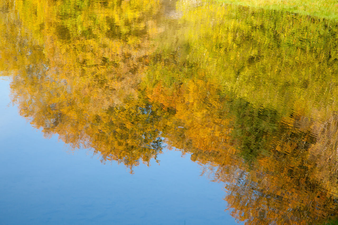 REFLECTION OF TREE IN LAKE DURING AUTUMN