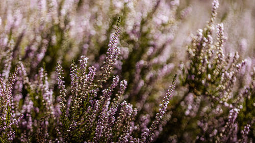 Close-up of purple lavender flowers