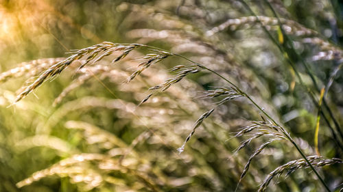 Close-up of spider web on plant