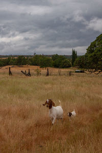 View of animals on field against sky