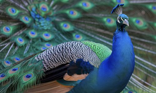 Close-up of peacock