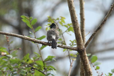 Close-up of bird perching on tree