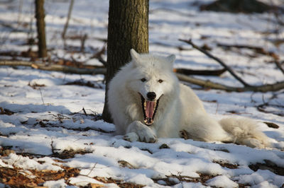 Portrait of wolf yawning while lying on snow in forest