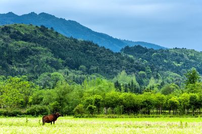 Cow on grassy field 