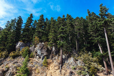 Low angle view of pine trees against sky