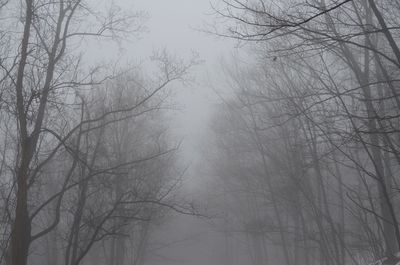 Low angle view of trees in foggy weather