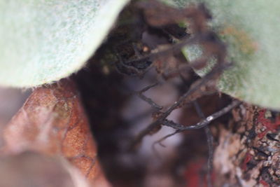 Close-up of insect on plant