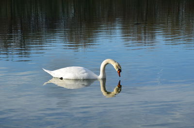 Swan swimming in lake