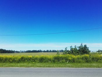 Scenic view of field against clear blue sky