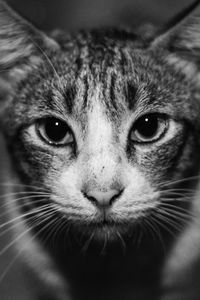 Close-up portrait of cat