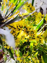 Close-up of flowering plant