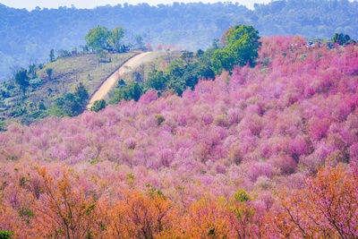 High angle view of pink flowering trees on field