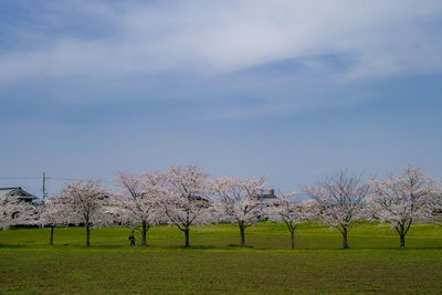 Cherry blossom trees on field against sky