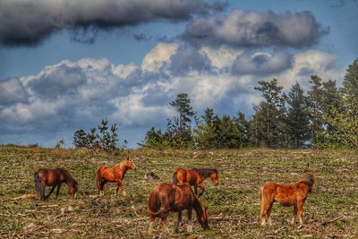 Horse grazing on grassy field