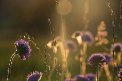 Close-up of purple flowers blooming outdoors