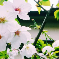 Close-up of white flowers
