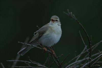 Close-up of bird perching on twig