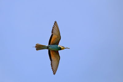 Low angle view of bird flying